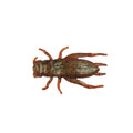 Berkley Gulp!® Cricket